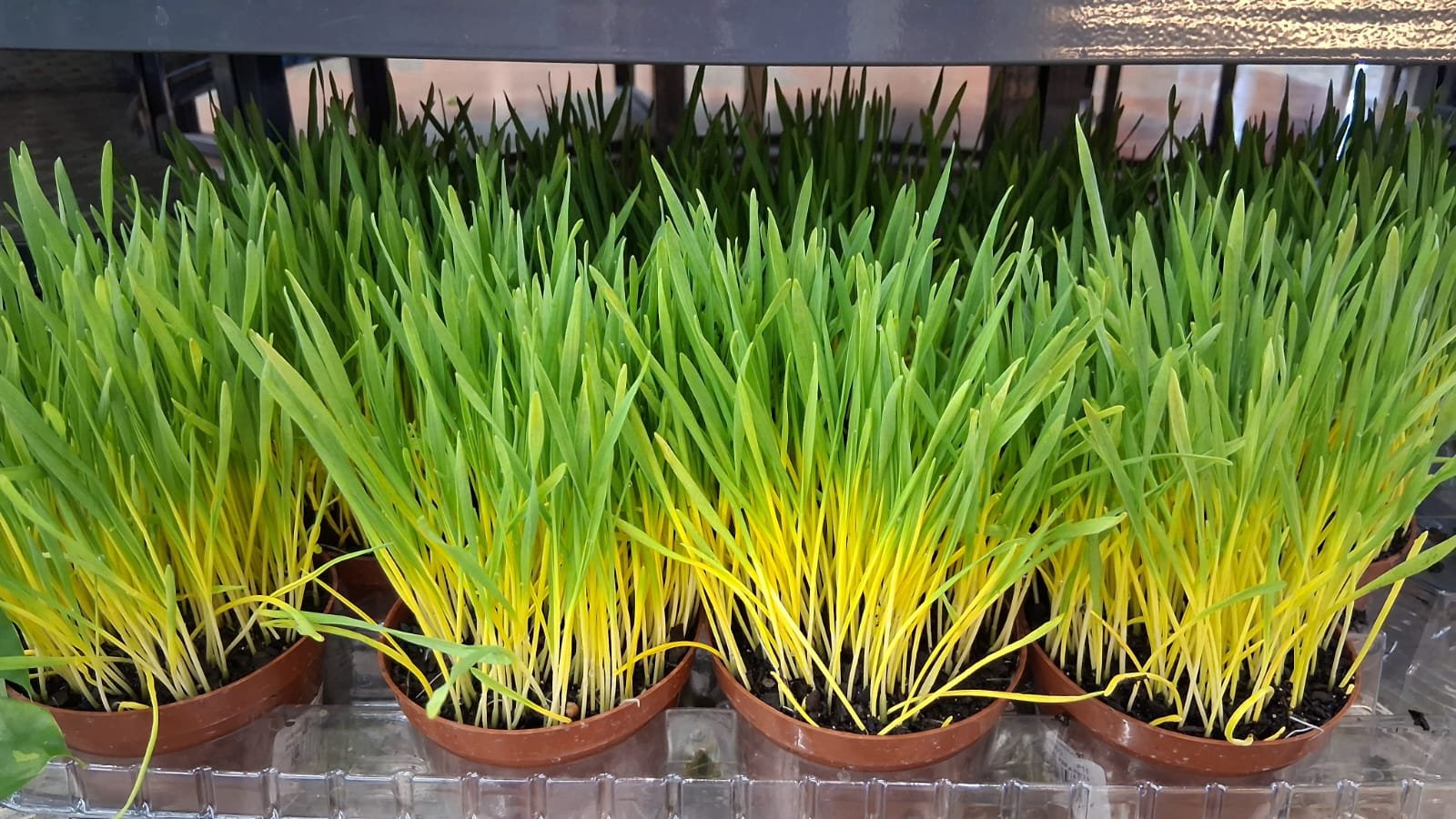 Para que serve a graminha para gatos?