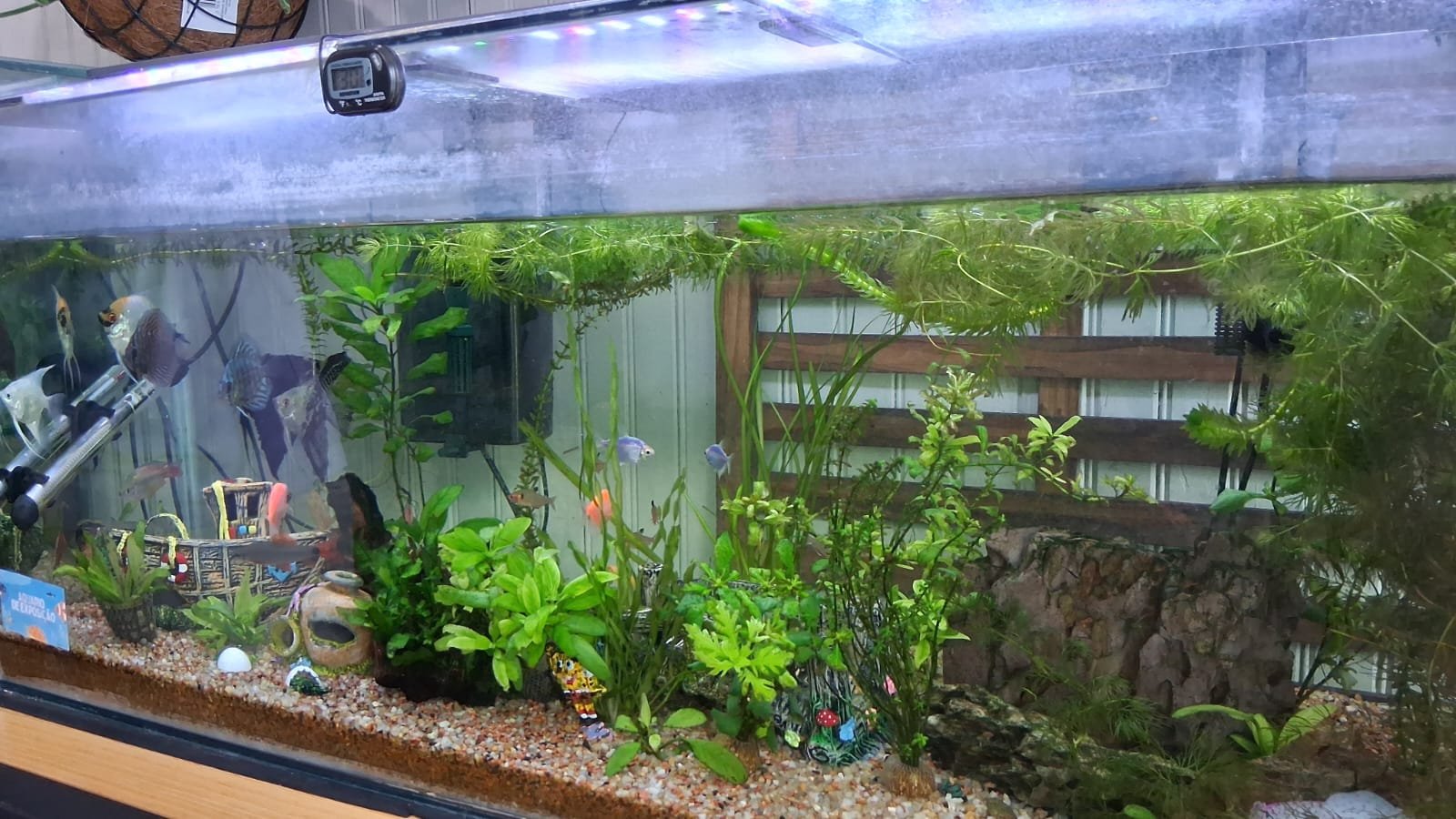 Floricultura Lise Flores de Cafelândia agora também é Aquarismo!