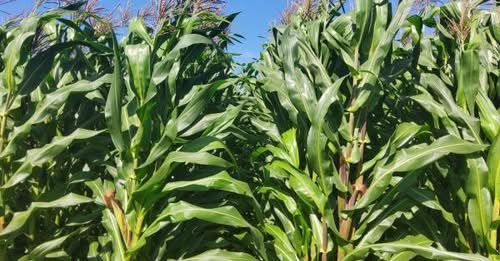 IDR-Paraná lança cultivar de milho branco no Show Rural 2026