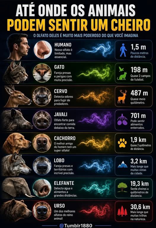 O olfato de alguns animais é tão poderoso que chega a parecer impossível.