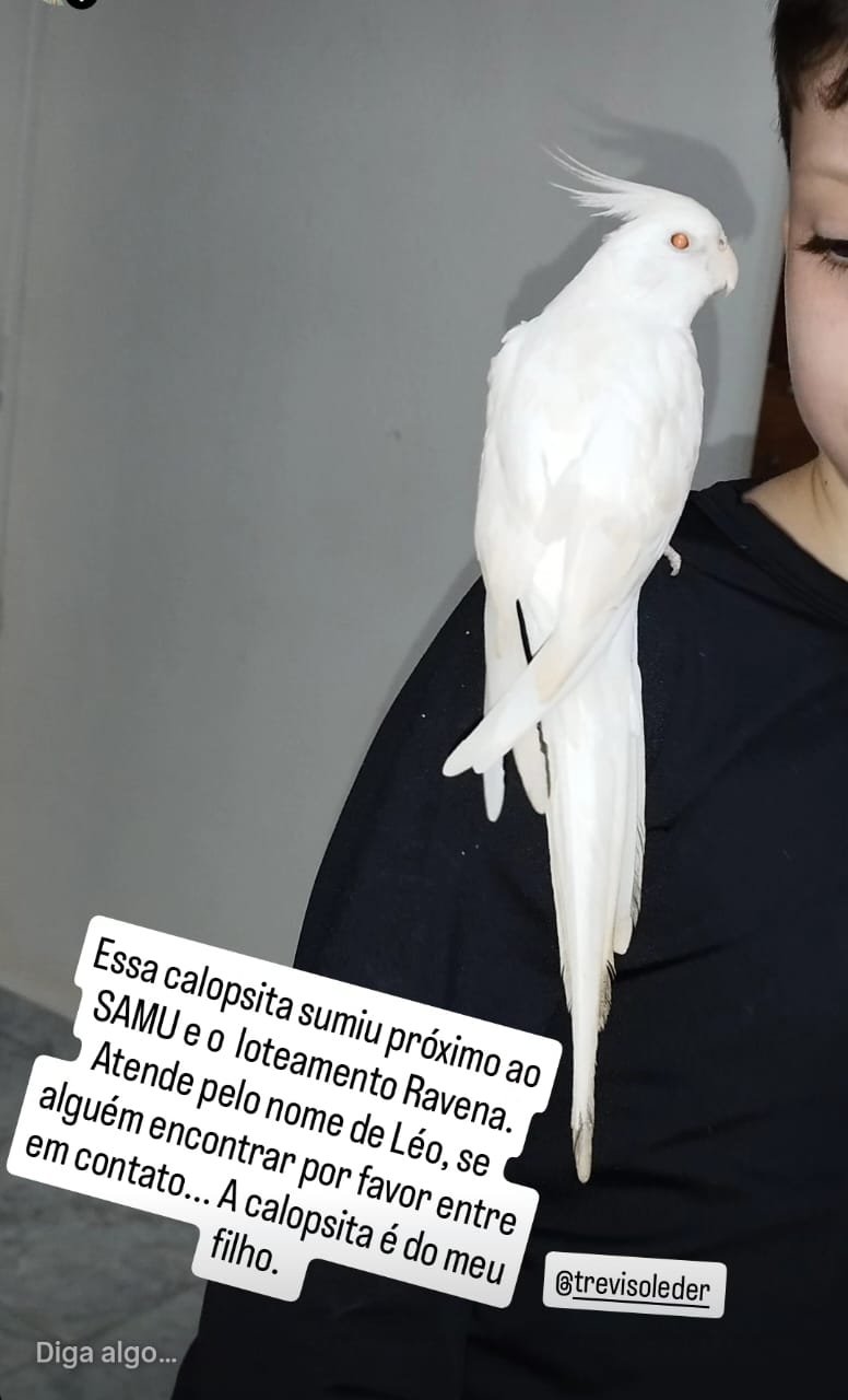Calopsita desaparecida preocupa família e mobiliza amigos