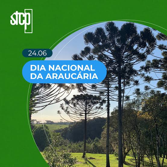 O Dia Nacional da Araucária é celebrado em 24 de junho