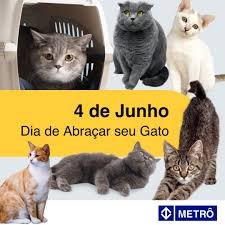 O Dia de Abraçar seu Gato, celebrado em 4 de junho, é a data perfeita para mimar seu felino.