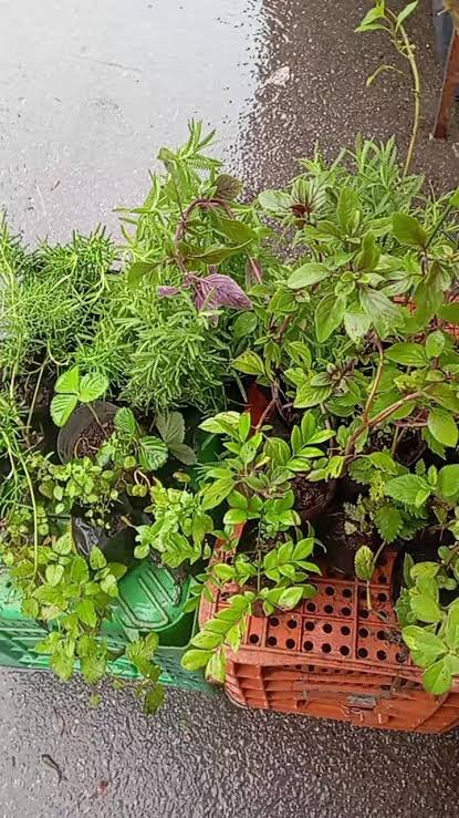 O Dia de Levar suas Plantas para Passear, comemorado em 27 de julho