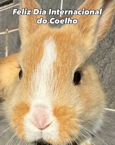 O Dia Internacional do Coelho é celebrado anualmente no último sábado de setembro (ou por vezes associado ao final de setembro, como no dia 28)
